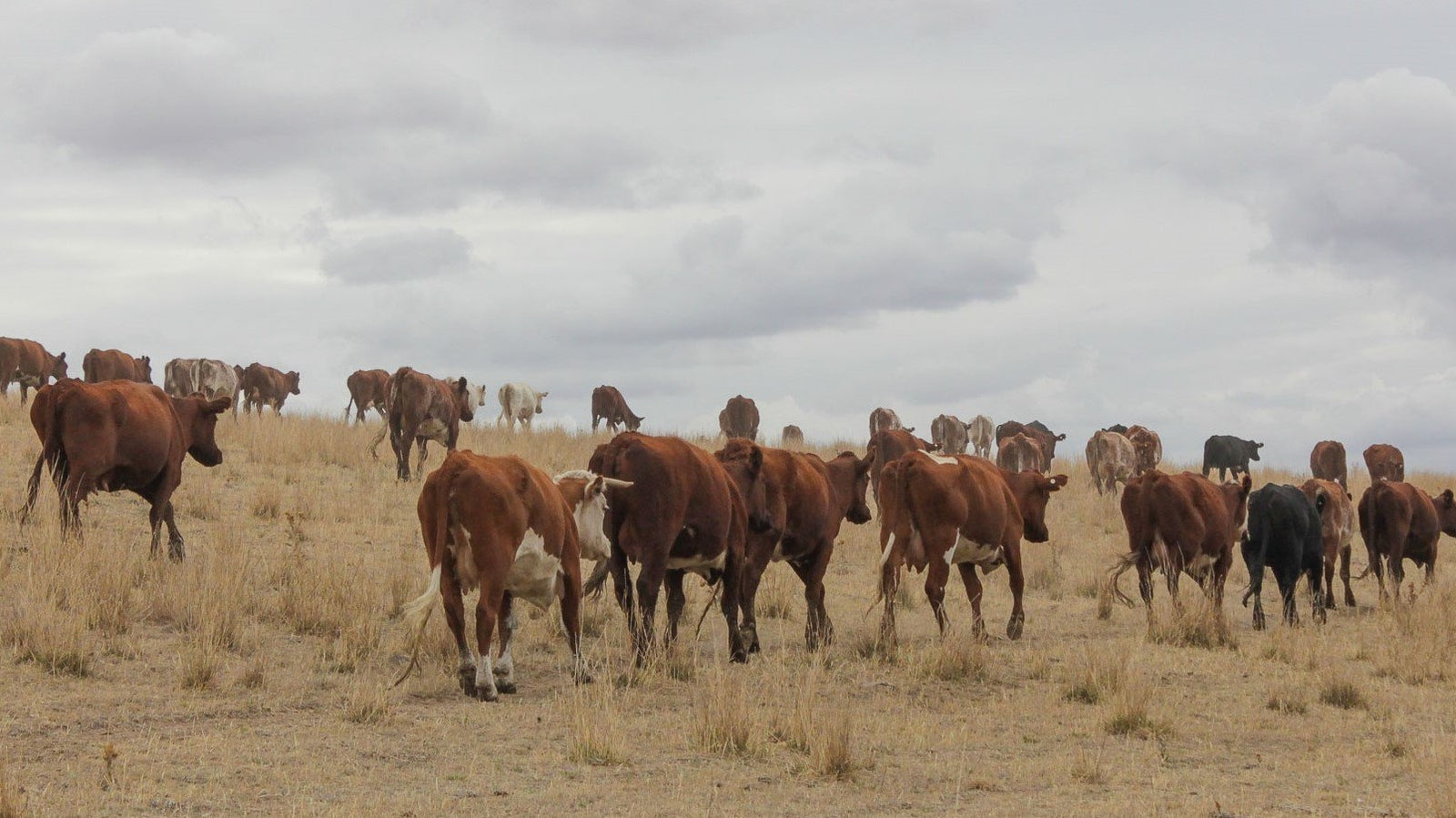 Regenerative Agriculture | Barbell Foods